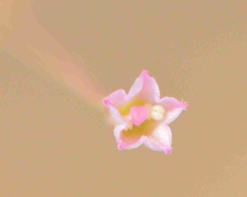 Buy Boerhavia elegans in UAE – Drought-Tolerant Wildflower Plant - Image 5