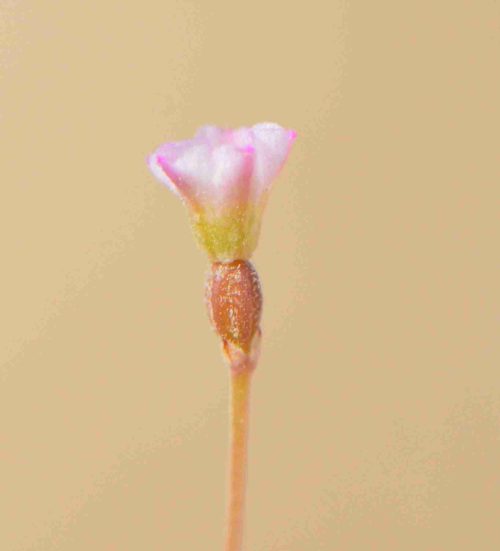 Buy Boerhavia elegans in UAE – Drought-Tolerant Wildflower Plant - Image 6