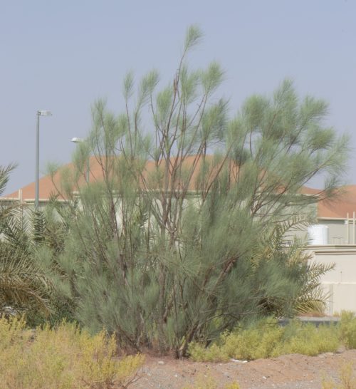 Buy Moringa peregrina in UAE – Native Medicinal Tree for Dry Climates - Image 4