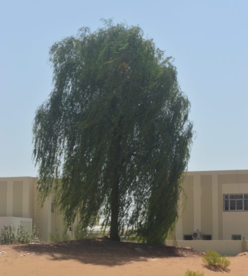 Buy Prosopis Tree in UAE – Native Drought-Resistant Shade Tree - Image 7