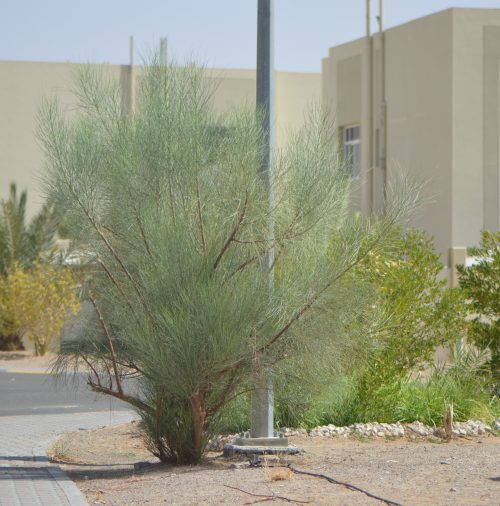 Buy Moringa peregrina in UAE – Native Medicinal Tree for Dry Climates - Image 6