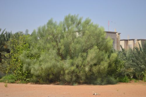 Buy Moringa peregrina in UAE – Native Medicinal Tree for Dry Climates - Image 7