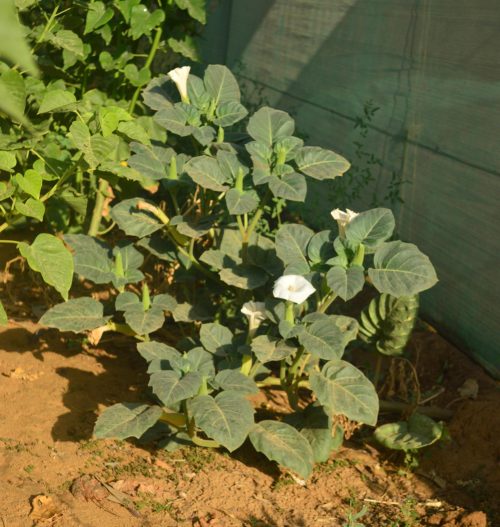 Buy Datura metel (Angel’s Trumpet) in UAE – Ornamental Flowering Plant - Image 7
