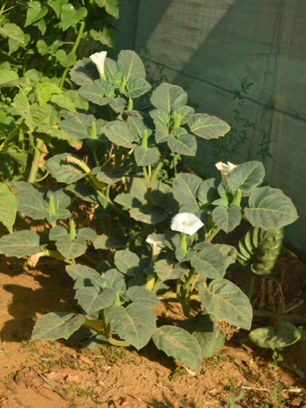 Buy Datura metel (Angel’s Trumpet) in UAE – Ornamental Flowering Plant