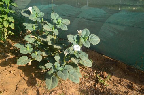 Buy Datura metel (Angel’s Trumpet) in UAE – Ornamental Flowering Plant - Image 8