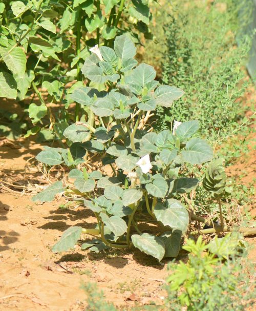 Buy Datura metel (Angel’s Trumpet) in UAE – Ornamental Flowering Plant - Image 9