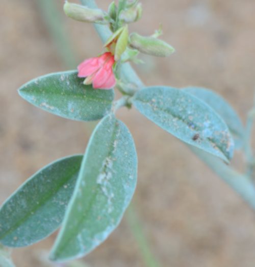 Buy Indigofera Plant in UAE – Flowering Legume for Landscaping & Soil Health - Image 2