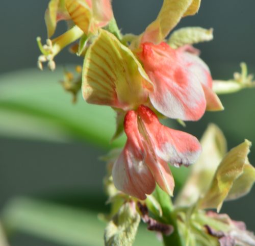 Buy Indigofera Plant in UAE – Flowering Legume for Landscaping & Soil Health - Image 3
