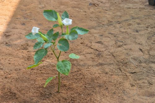 Buy Datura metel (Angel’s Trumpet) in UAE – Ornamental Flowering Plant - Image 10