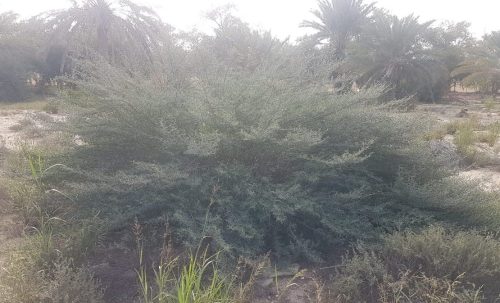 Buy Indigofera Plant in UAE – Flowering Legume for Landscaping & Soil Health - Image 4