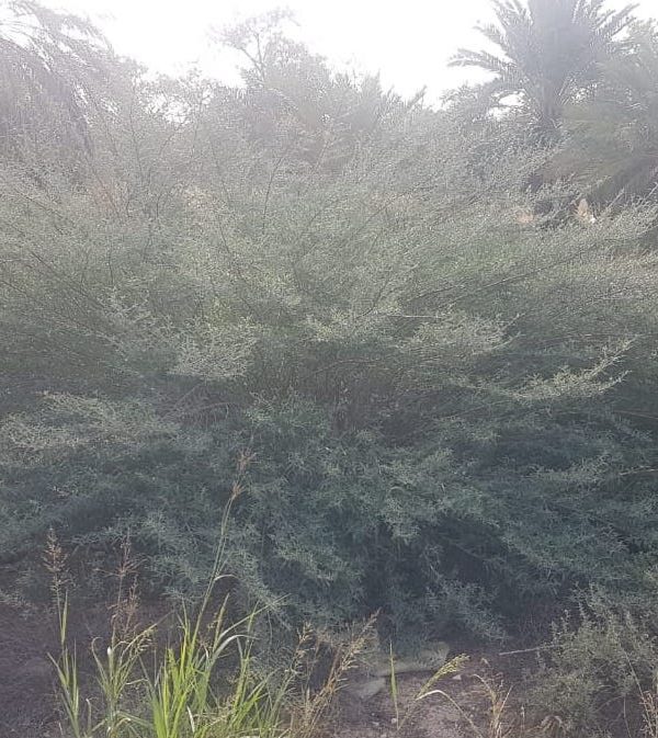 Buy Indigofera Plant in UAE – Flowering Legume for Landscaping & Soil Health