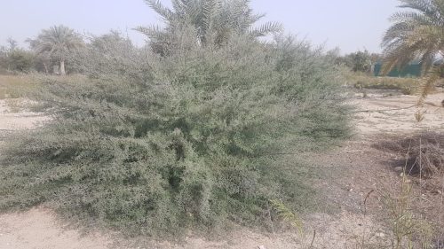 Buy Indigofera Plant in UAE – Flowering Legume for Landscaping & Soil Health - Image 5