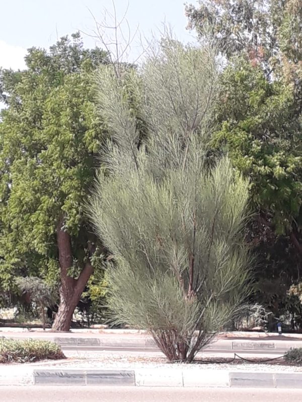 Buy Moringa peregrina in UAE – Native Medicinal Tree for Dry Climates