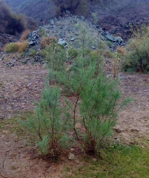 Buy Tamarix nilotica in UAE – Salt-Tolerant Shrub or Small Tree - Image 2