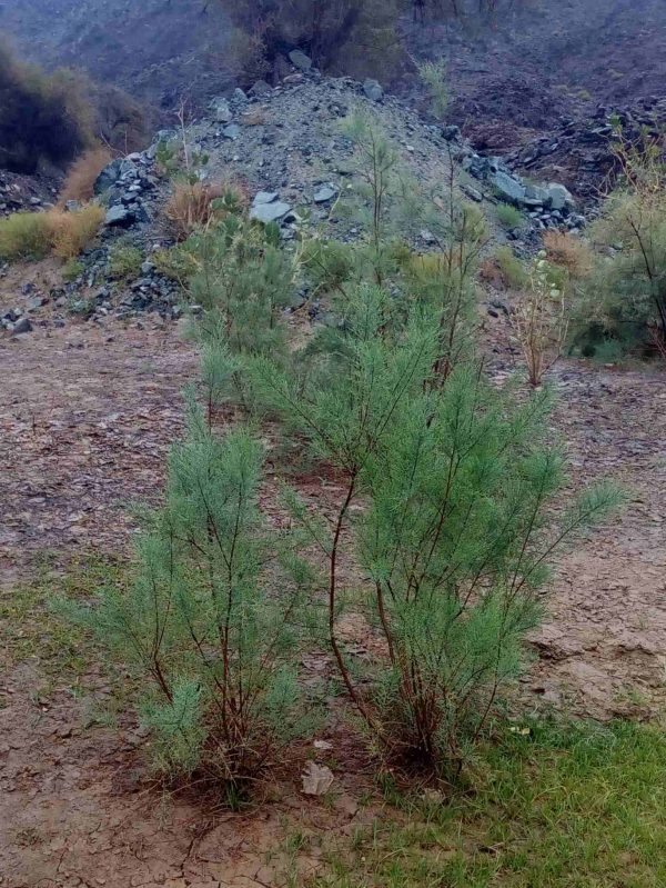 Buy Tamarix nilotica in UAE – Salt-Tolerant Shrub or Small Tree