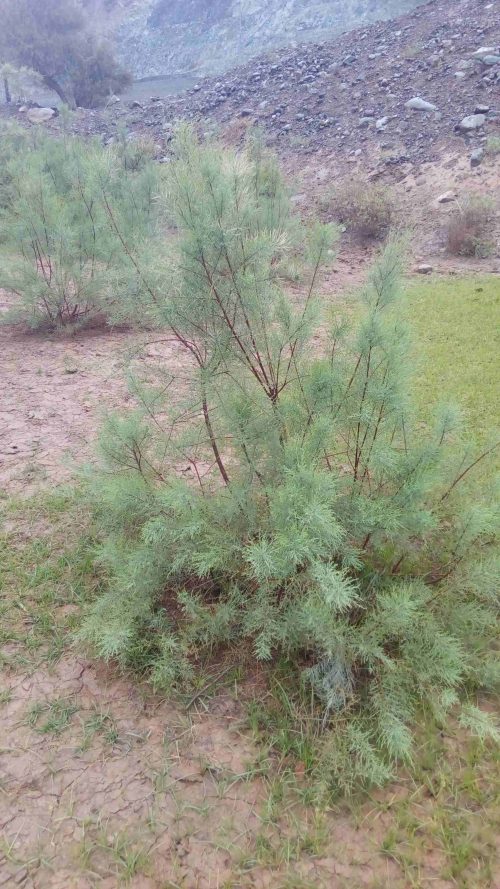 Buy Tamarix nilotica in UAE – Salt-Tolerant Shrub or Small Tree - Image 3