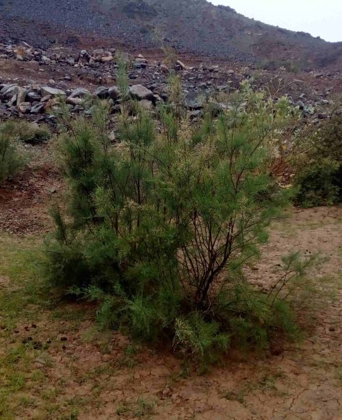 Buy Tamarix nilotica in UAE – Salt-Tolerant Shrub or Small Tree - Image 4