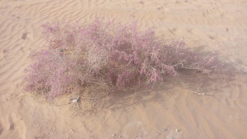 Buy Haloxylon salicornicum in UAE – Native Drought-Resistant Desert Shrub - Image 4