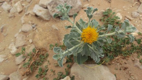 Buy Anvillea garcinii Plant in UAE – Drought-Tolerant Desert Shrub - Image 6