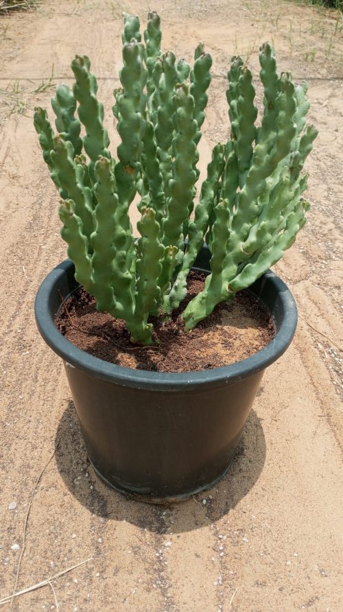 Buy Caralluma Arabica – Rare Desert Succulent Plant | Drought-Tolerant & Low Maintenance – UAE Delivery