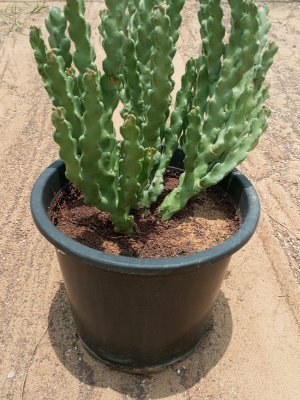 Buy Caralluma Arabica – Rare Desert Succulent Plant | Drought-Tolerant & Low Maintenance – UAE Delivery