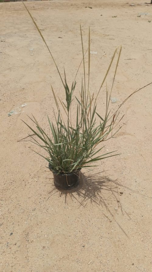 Buy Sporobolus Grass – Drought-Tolerant Native Grass for UAE | Ideal for Erosion Control & Landscaping