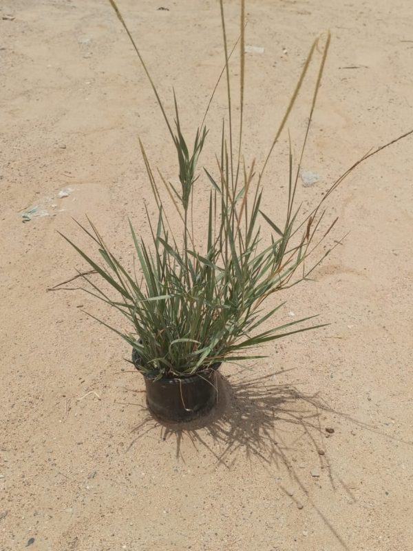 Buy Sporobolus Grass – Drought-Tolerant Native Grass for UAE | Ideal for Erosion Control & Landscaping