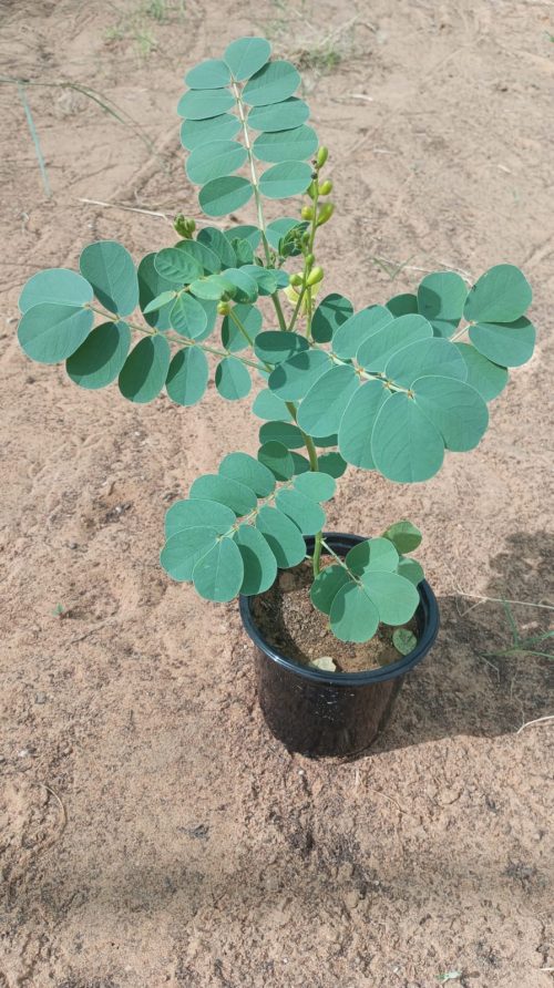 Buy Senna Italica – Desert Flowering Shrub | Drought-Resistant Medicinal Plant – UAE Delivery