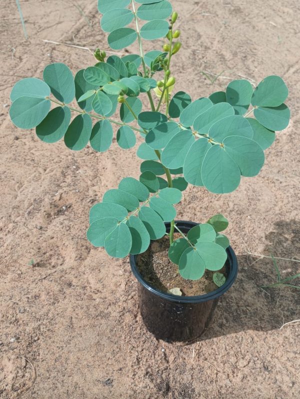 Buy Senna Italica – Desert Flowering Shrub | Drought-Resistant Medicinal Plant – UAE Delivery