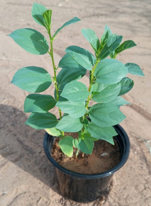 Buy Ziziphus (Sidr Tree) – Native Shade Tree | Drought-Tolerant & Medicinal – UAE Landscaping Plant