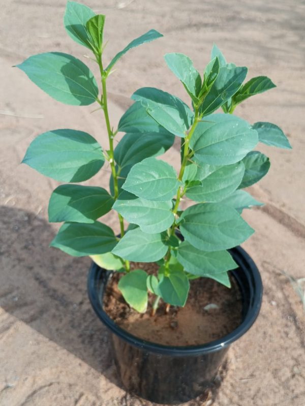 Buy Ziziphus (Sidr Tree) – Native Shade Tree | Drought-Tolerant & Medicinal – UAE Landscaping Plant