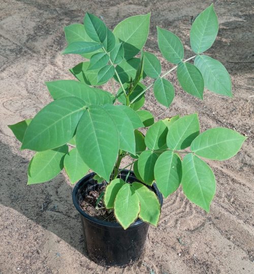 Buy Senna Occidentalis – Fast-Growing Flowering Shrub | Medicinal & Ornamental Plant – UAE Delivery