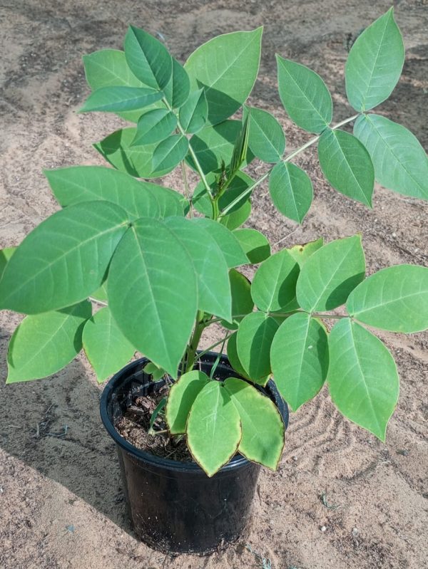 Buy Senna Occidentalis – Fast-Growing Flowering Shrub | Medicinal & Ornamental Plant – UAE Delivery