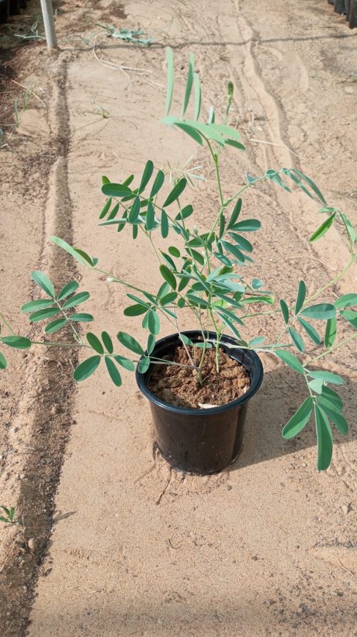 Buy Tephrosia Plant – Hardy Flowering Legume | Soil-Enriching & Drought-Resistant Shrub – UAE Delivery