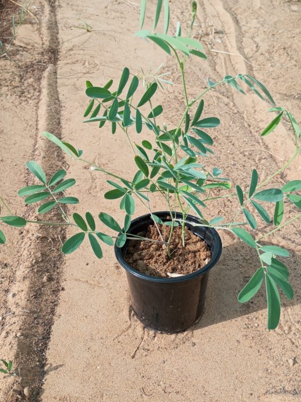 Buy Tephrosia Plant – Hardy Flowering Legume | Soil-Enriching & Drought-Resistant Shrub – UAE Delivery