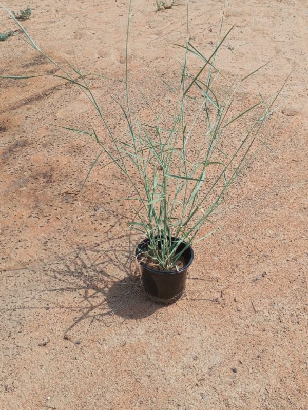 Buy Pennisetum Divisum – Ornamental Desert Grass | Drought-Tolerant Landscaping Grass – UAE Delivery