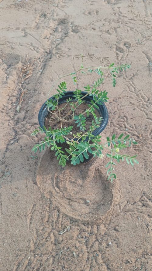 Buy Tribulus (Tribulus Terrestris) – Medicinal Desert Herb | Drought-Resistant Ground Cover – UAE Delivery