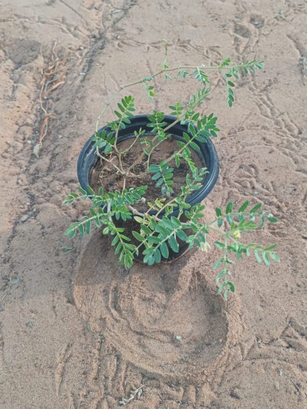 Buy Tribulus (Tribulus Terrestris) – Medicinal Desert Herb | Drought-Resistant Ground Cover – UAE Delivery