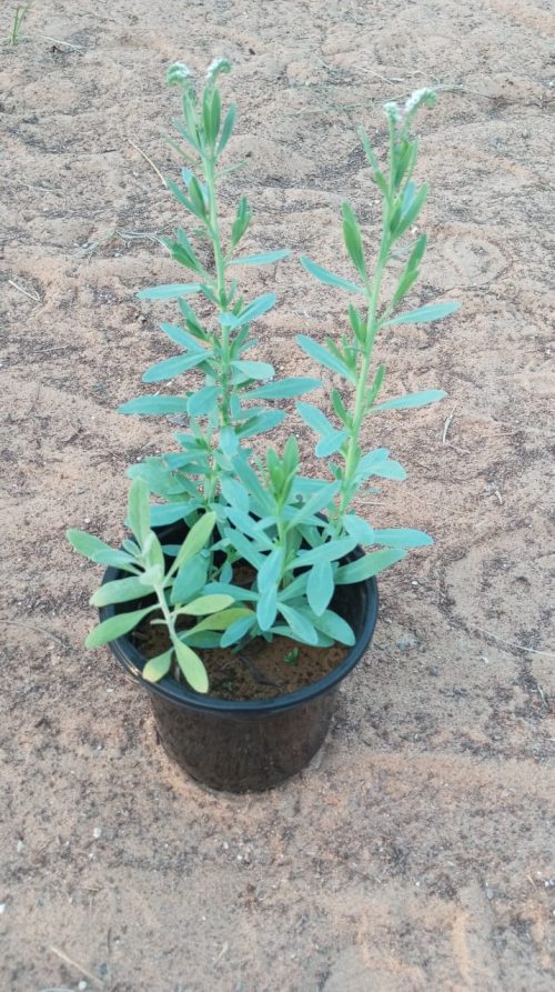 Buy Heliotropium Plant in UAE – Fragrant Flowering Plant for Gardens, Villas & Landscaping