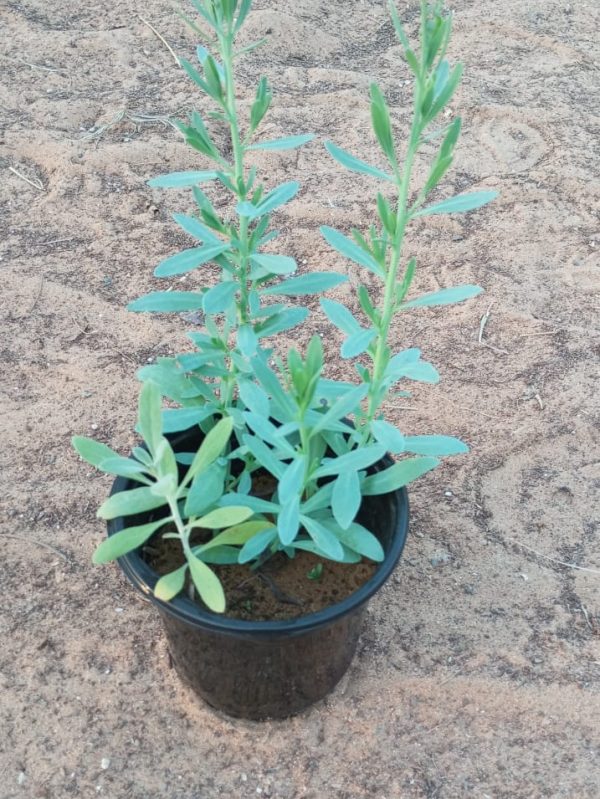 Buy Heliotropium Plant in UAE – Fragrant Flowering Plant for Gardens, Villas & Landscaping