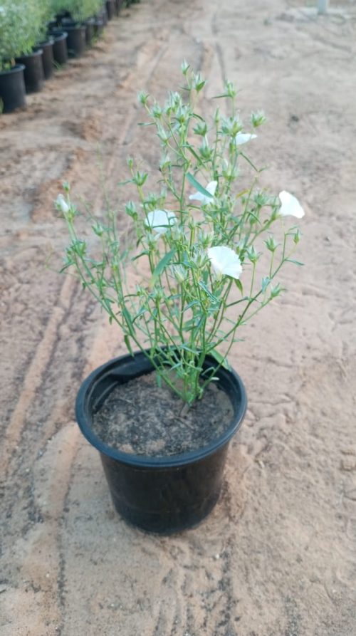 Buy Convolvulus Plant in UAE – Drought-Tolerant Flowering Ground Cover for Dubai & Hot Climates