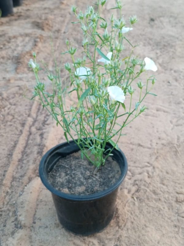 Buy Convolvulus Plant in UAE – Drought-Tolerant Flowering Ground Cover for Dubai & Hot Climates