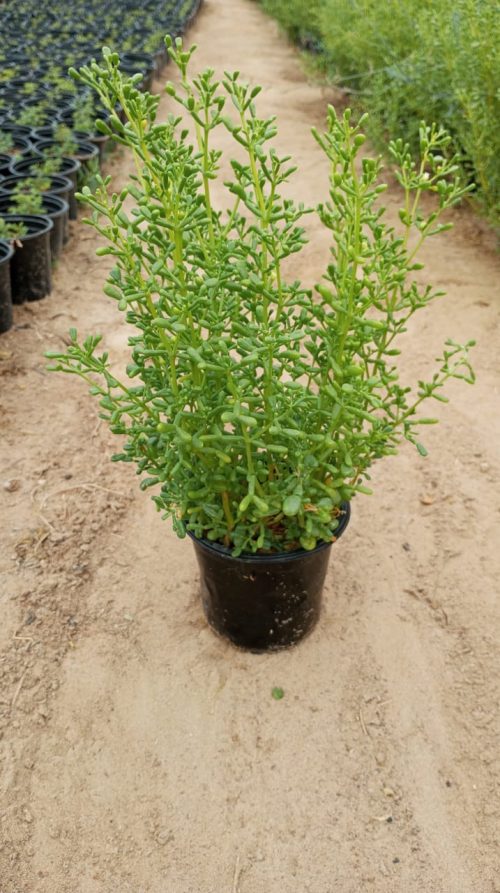 Buy Zygophyllum Plant in UAE – Heat-Tolerant Ground Cover for Sustainable Desert Landscaping