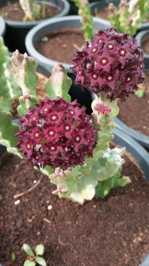 Buy Caralluma Arabica in UAE – Rare Drought-Tolerant Succulent for Hot Desert Landscapes