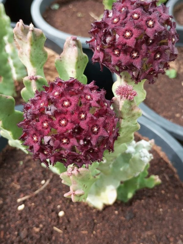 Buy Caralluma Arabica in UAE – Rare Drought-Tolerant Succulent for Hot Desert Landscapes