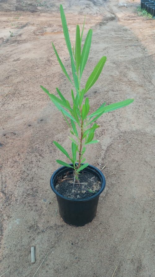 Buy Dodonaea Plant in UAE – Hardy Ornamental Shrub for Hedges & Windbreaks in Hot Climates