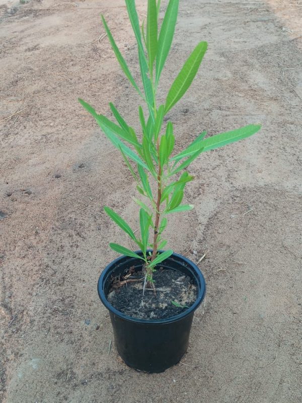 Buy Dodonaea Plant in UAE – Hardy Ornamental Shrub for Hedges & Windbreaks in Hot Climates
