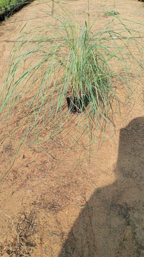 Buy Cymbopogon commutatus in UAE – Fragrant Grass for Landscaping & Herbal Use in Hot Climates