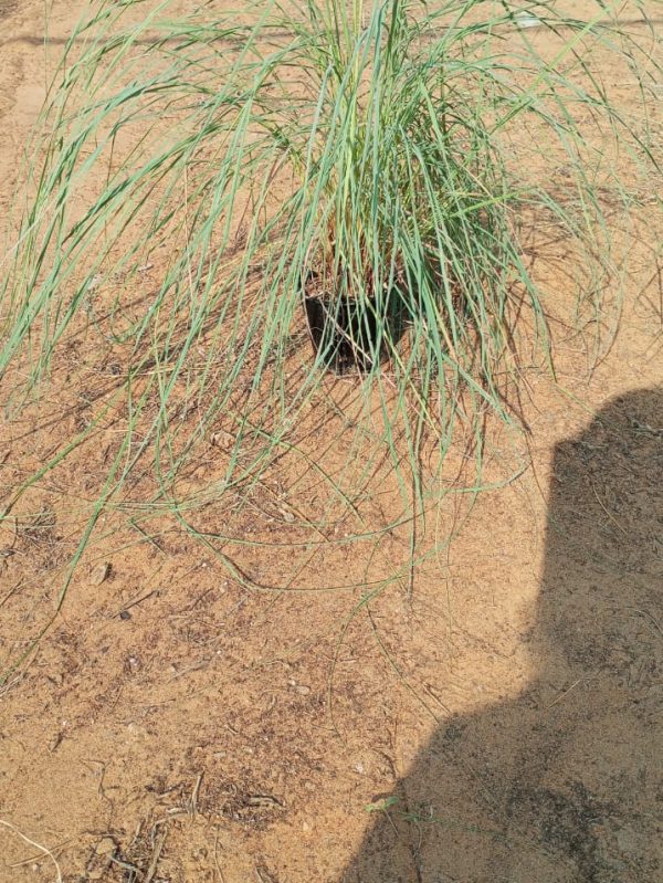 Buy Cymbopogon commutatus in UAE – Fragrant Grass for Landscaping & Herbal Use in Hot Climates