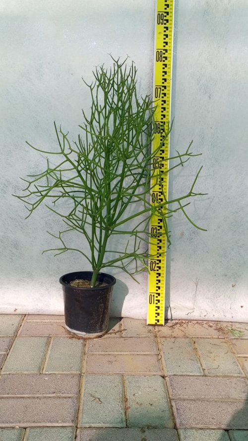 Buy Euphorbia larica in UAE – Native Drought-Tolerant Shrub for Rock Gardens & Desert Landscaping